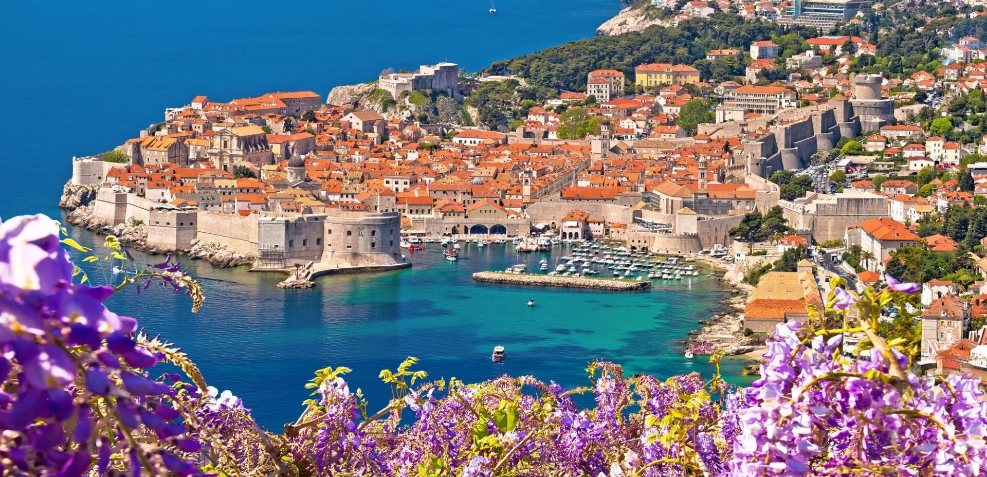 Historic town of Dubrovnik panoramic view through flowers , Dalmatia region of Croatia