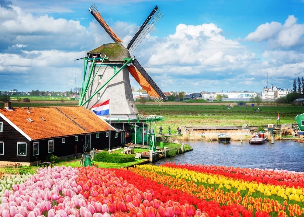 Nederlandse windmolen & kleurrijke tulpen