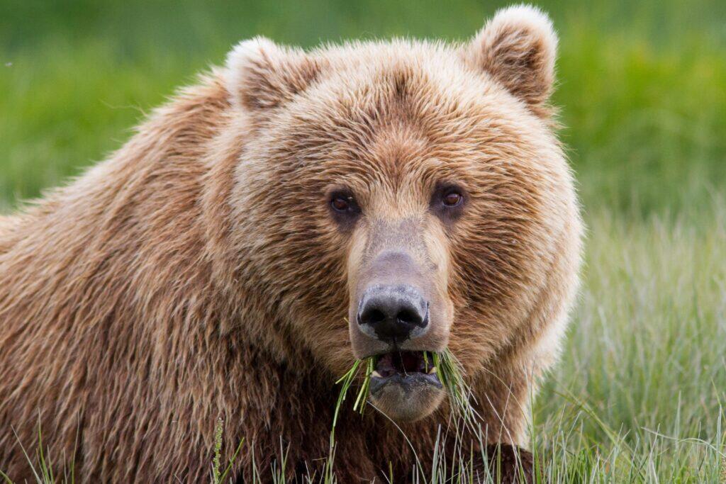 Grizzly Alaska