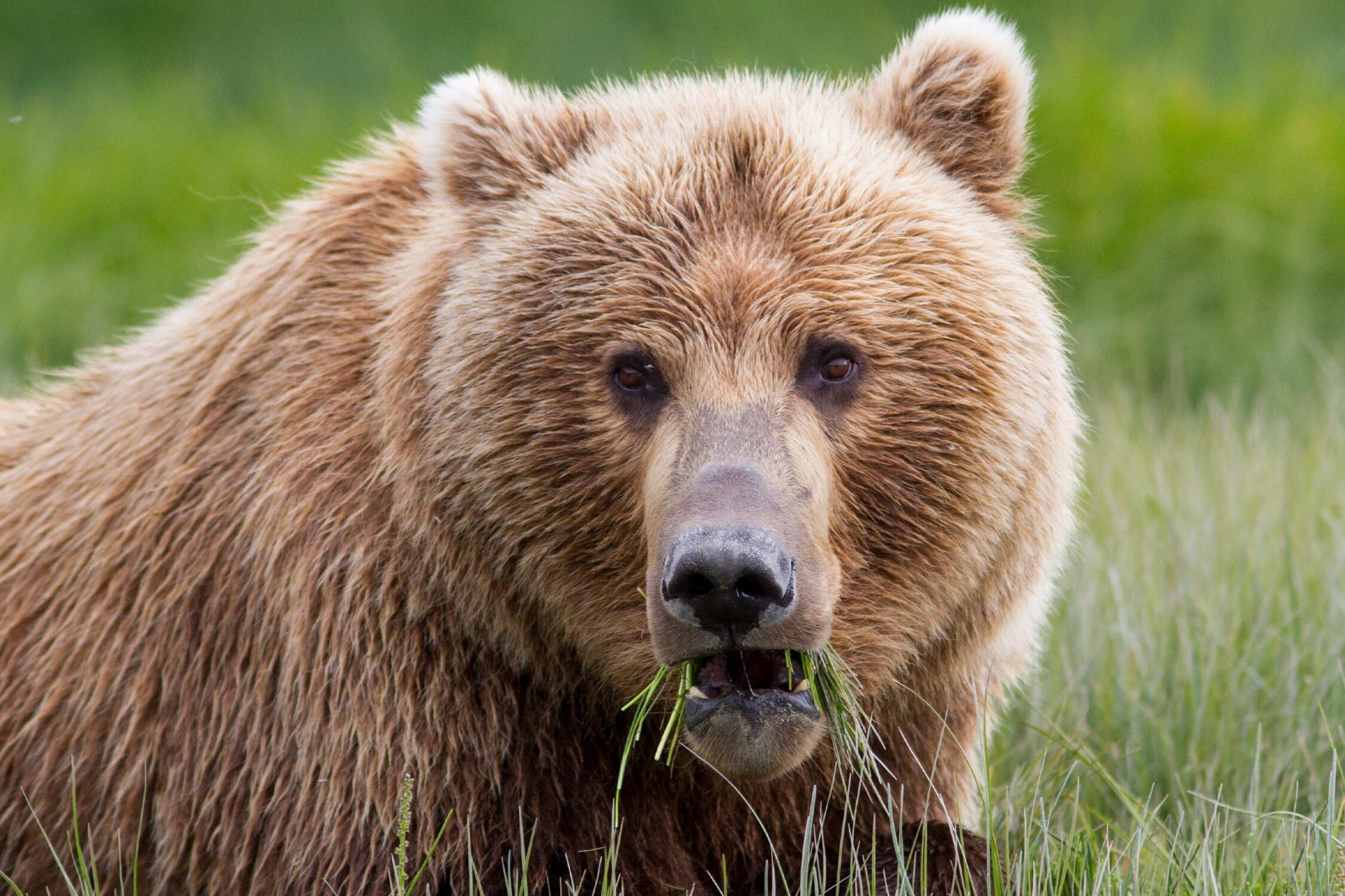 Grizzly Alaska