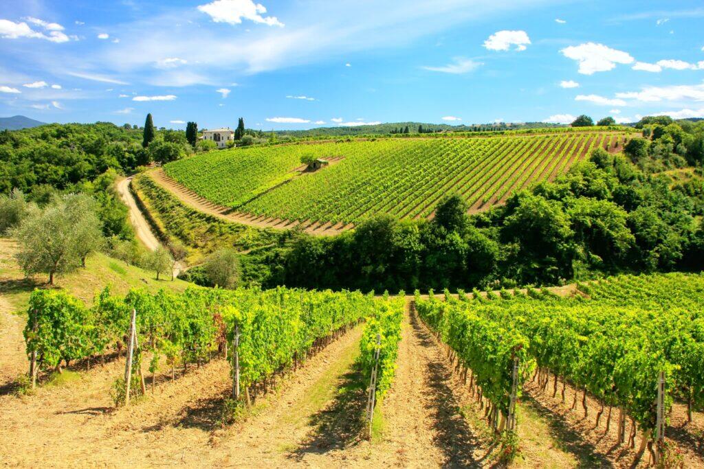 Brunello di Montalcino