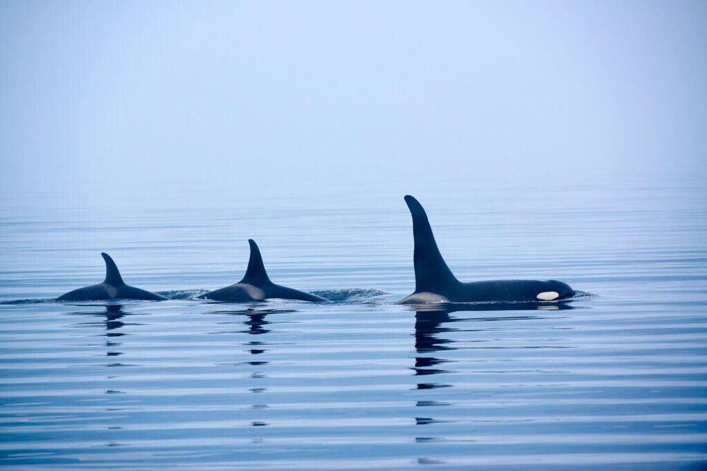 Orka's Vancouver Island