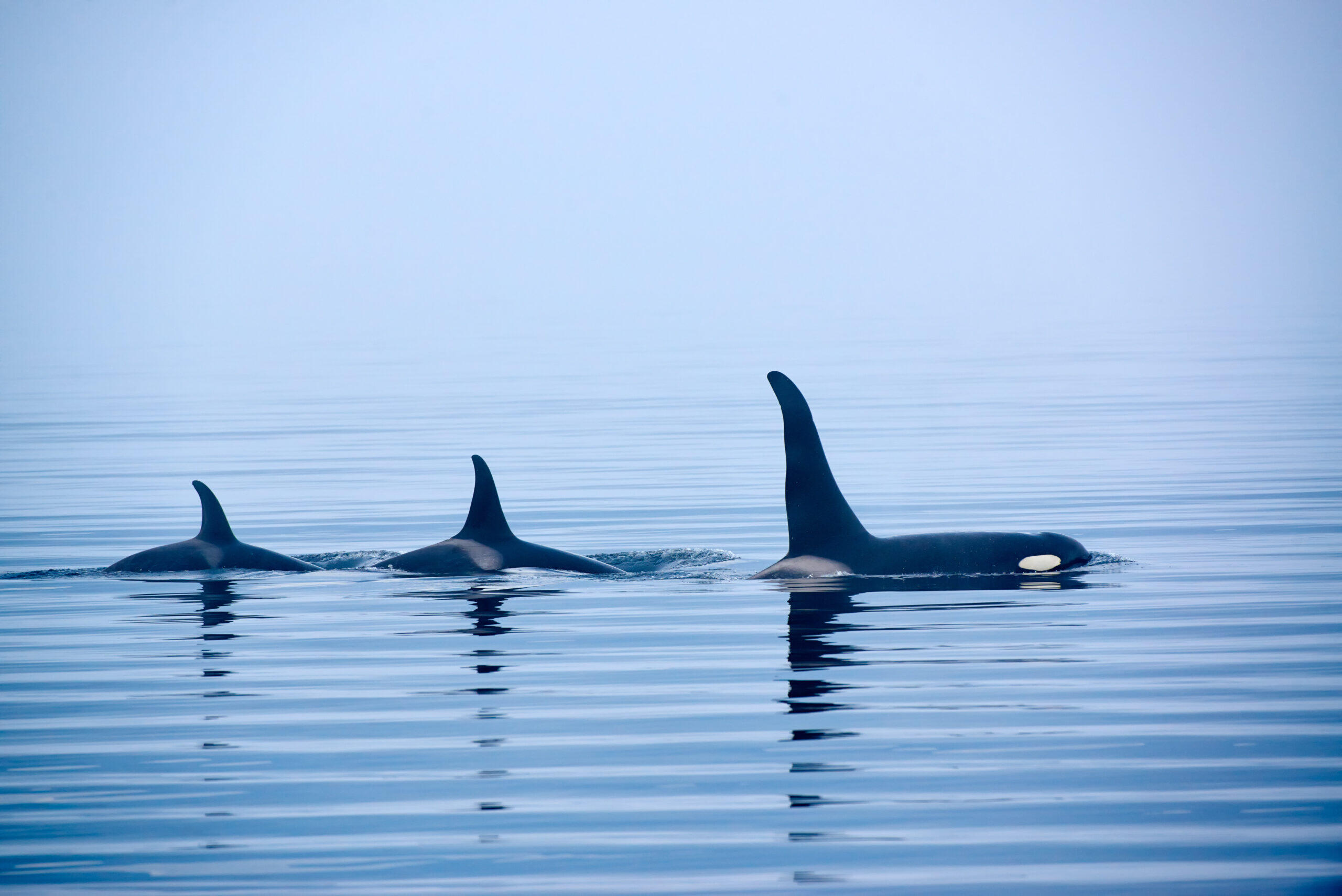 Orka's Vancouver Island