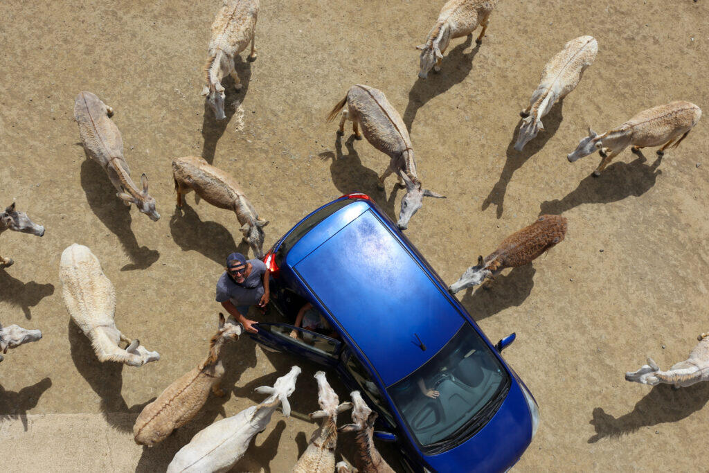 Donkey Sanctuary Bonaire