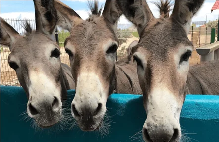 Donkey Sanctuary Bonaire
