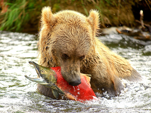 beren-rondreis-alaska