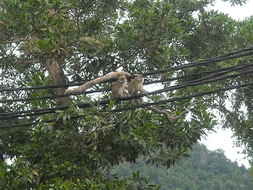 bukit nanas forest reserve