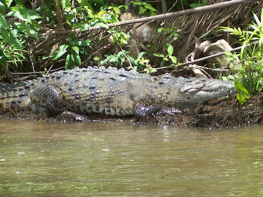 costa-rica-krokodil