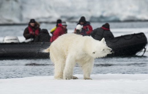ijsbeer-spitsbergen-noorwegen