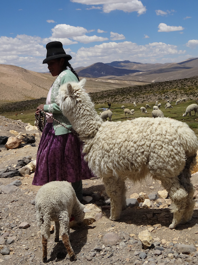 peru-bolivia-colca-del-canon-alpaca