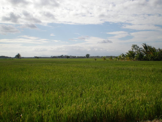 rijstvelden-indonesie
