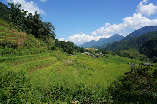 rijstvelden-vietnam