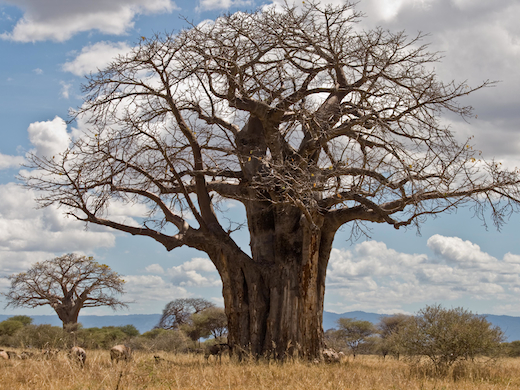 savanne-kenia-tanzania