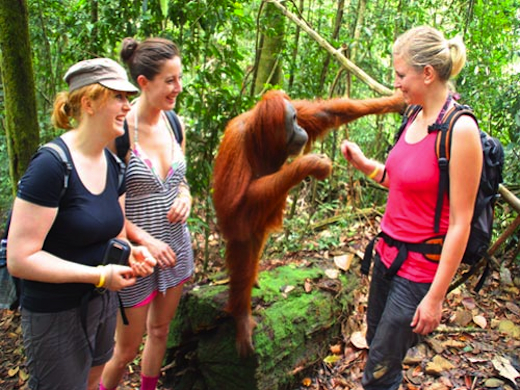 sumatra-orangoetan