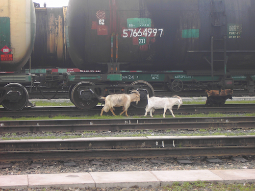Ulan Ude, waar de geiten gewoon los rondlopen.