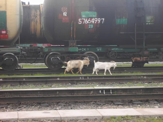Ulan Ude, waar de geiten gewoon los rondlopen.
