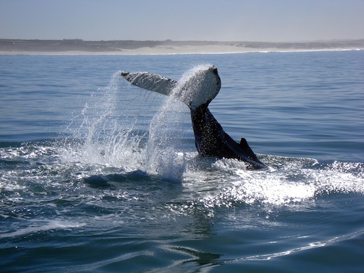 walvis-duik-zuid-afrika