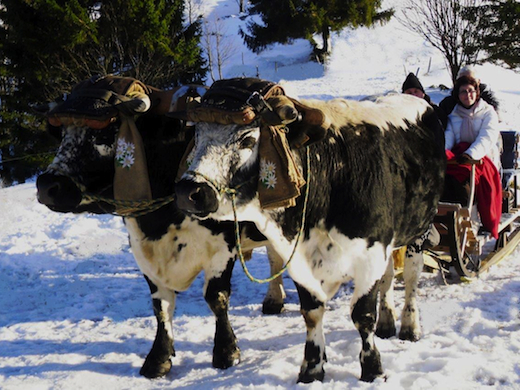 wintersport vogezen 2