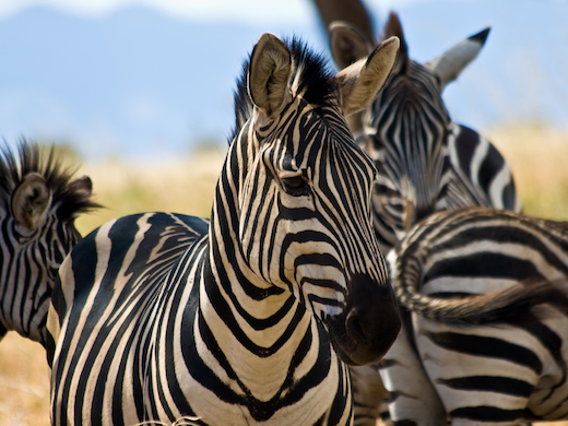 zebra-kenia-tanzania