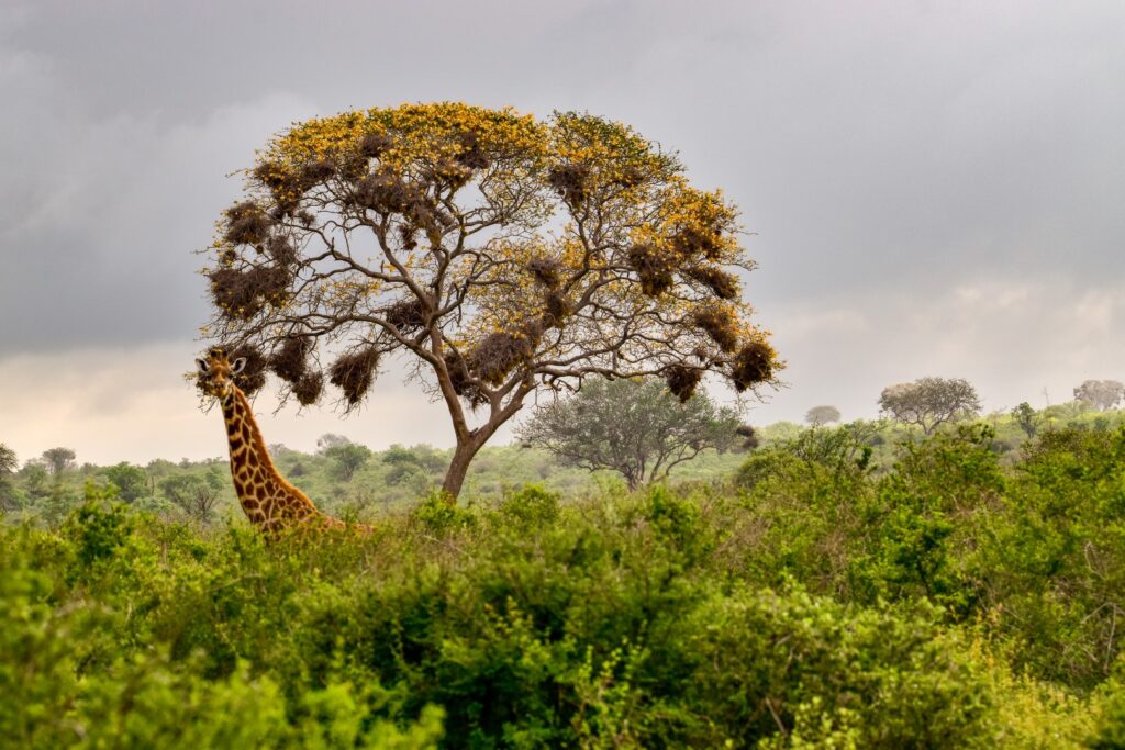 Amboseli National Park