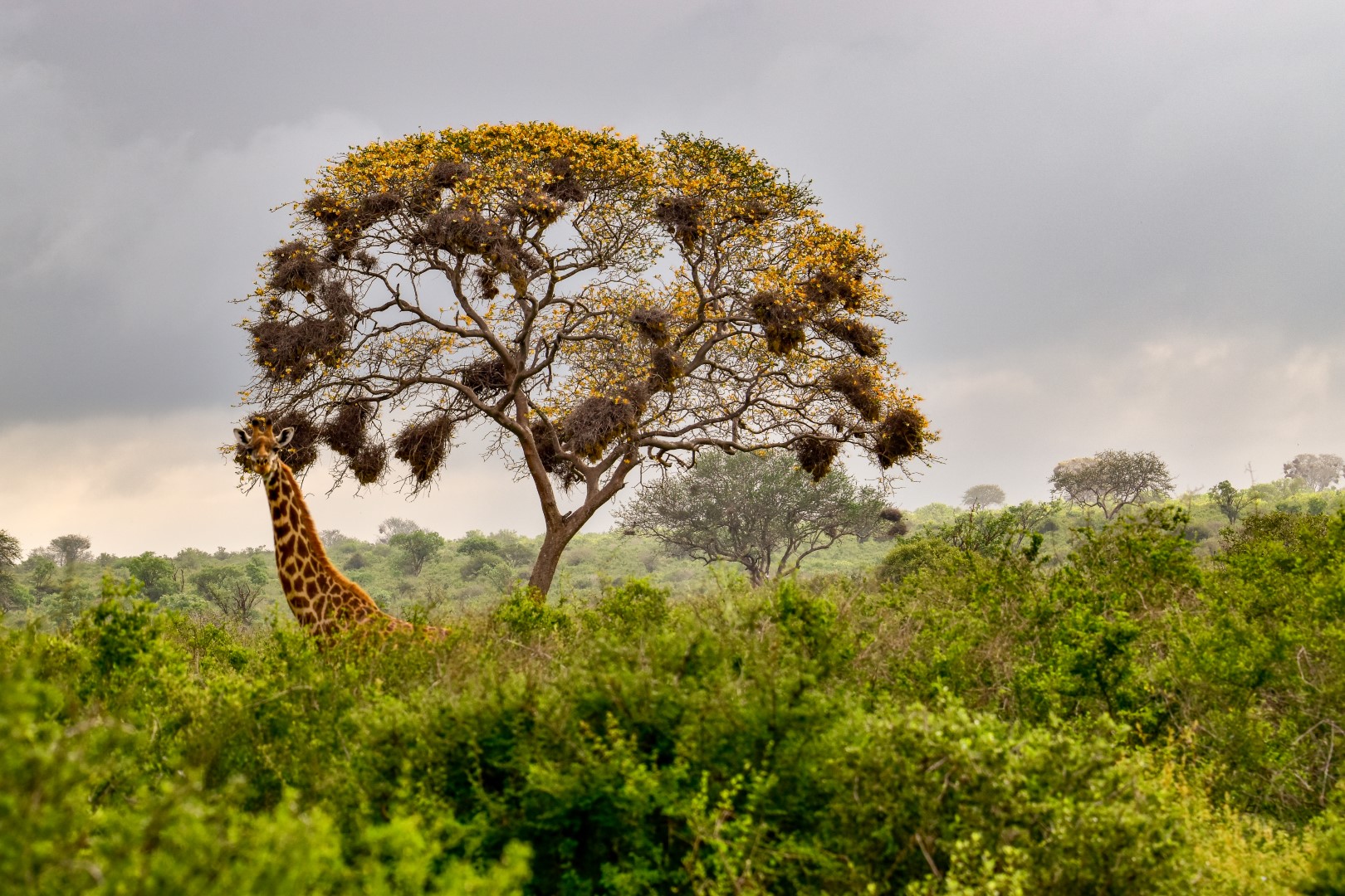Amboseli National Park
