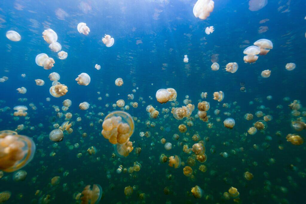Jellyfish Lake