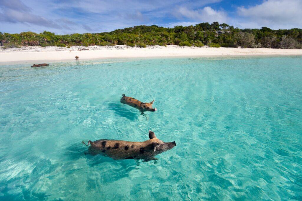 Pig Beach