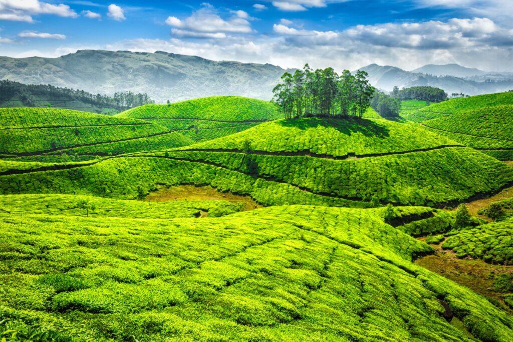 Theeplantages van Munnar