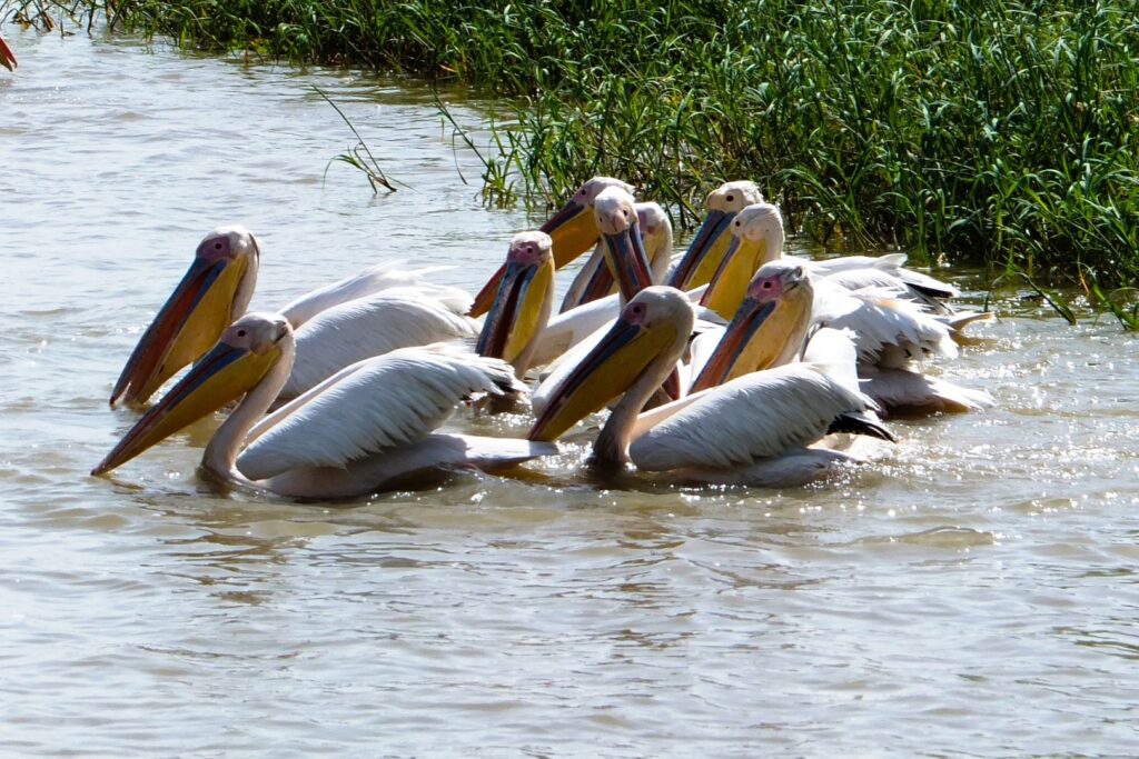 Djoudj Nationaal Park