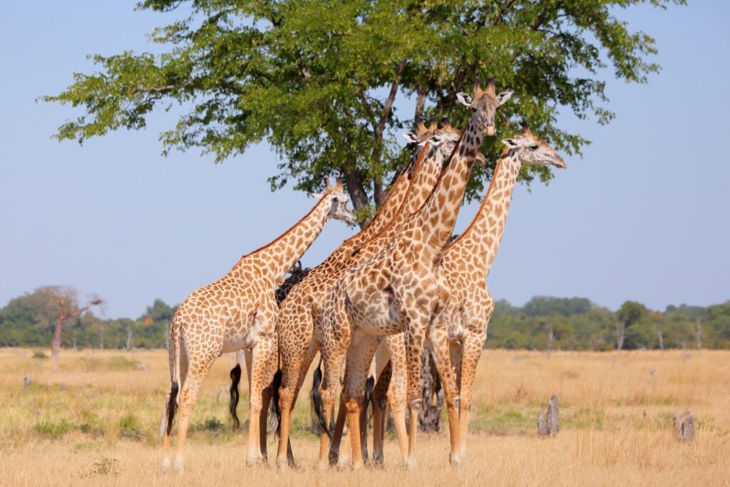 South Luangwa National Park