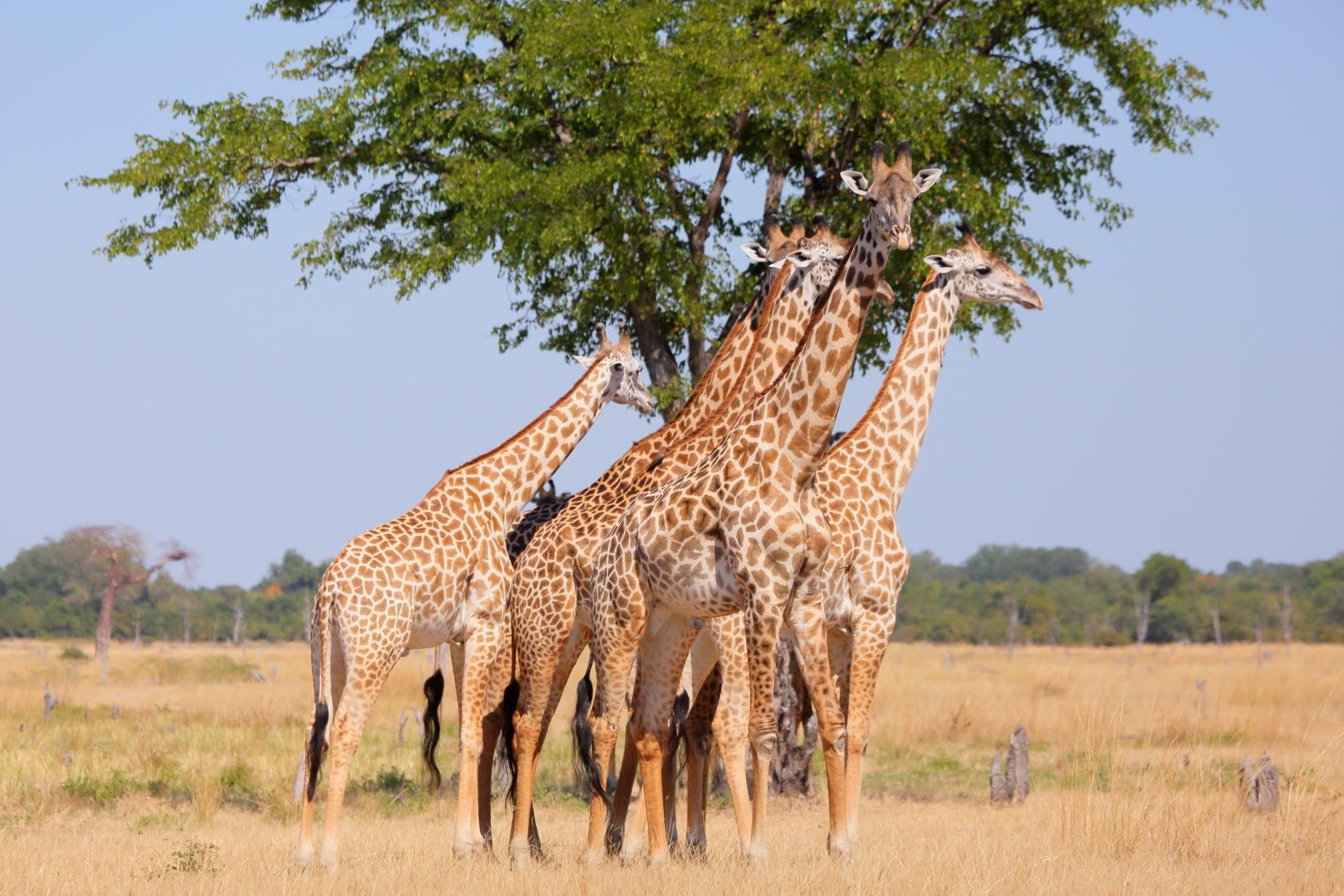 South Luangwa National Park